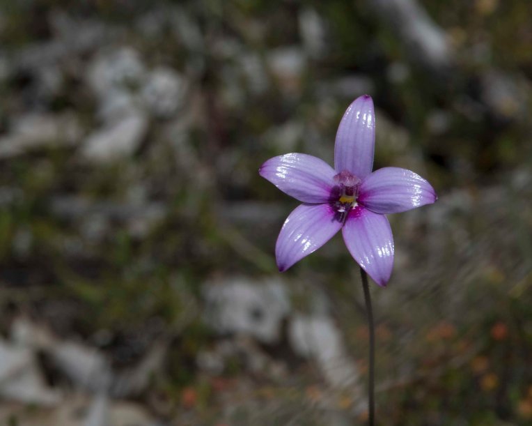 Pink Enamel Orchid (Elythrathera emarginata)