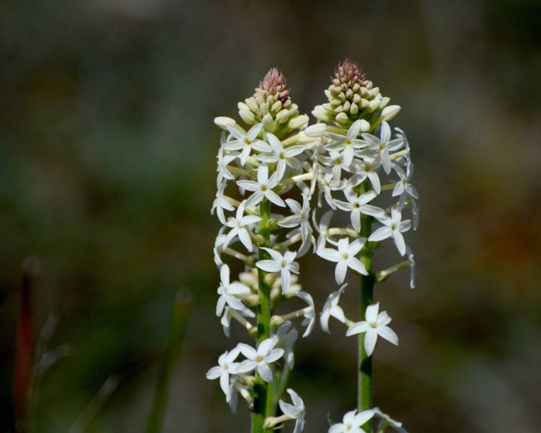 White Candles (Stackhousia monogyna) flowers in spring.